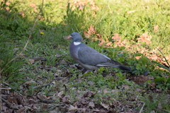 Columba palumbus