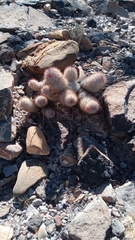 Mammillaria pottsii