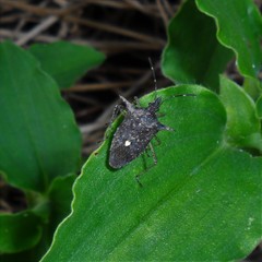 Proxys albopunctulatus