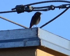 Phoenicurus ochruros