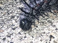 Nymphalis
