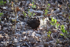 Turdus merula