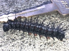 Nymphalis