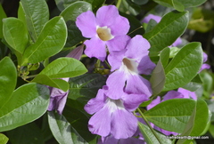 Thunbergia
