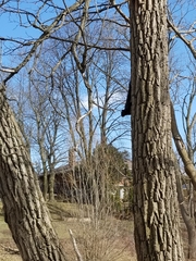 Sciurus carolinensis