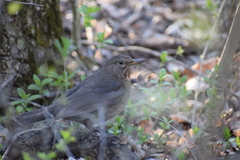 Turdus merula