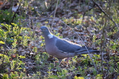 Columba palumbus