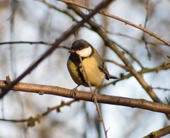 Parus major