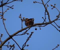 Coccothraustes coccothraustes