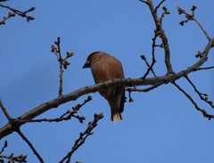 Coccothraustes coccothraustes
