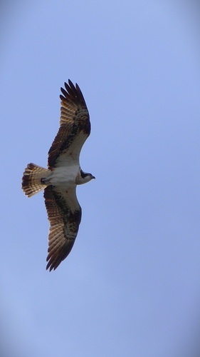 Osprey