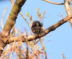 Coccothraustes coccothraustes