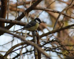 Parus major