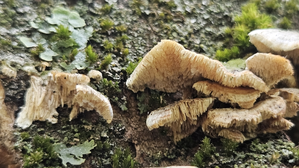 Trichaptum biforme · April 2026 · photo: © rust_bucket (iNaturalist, cc-by)