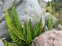 Polystichum orbiculatum