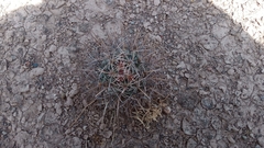 Coryphantha poselgeriana