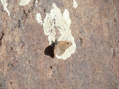 Lasiommata menava