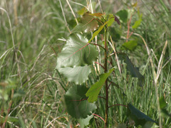 Populus deltoides deltoides