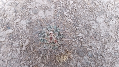 Coryphantha poselgeriana