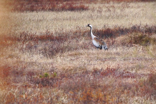 Common Crane