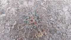Coryphantha poselgeriana