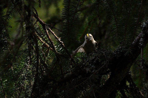 Goldcrest