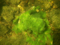 Spongillidae