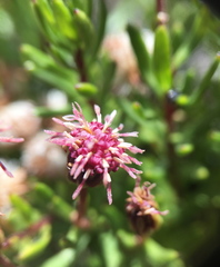 Baccharis nivalis