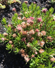 Baccharis nivalis