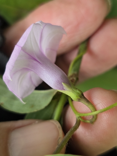Ipomoea acanthocarpa