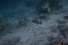 Plectropomus areolatus