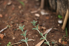 Trichodiadema orientale