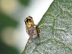 Chlorops