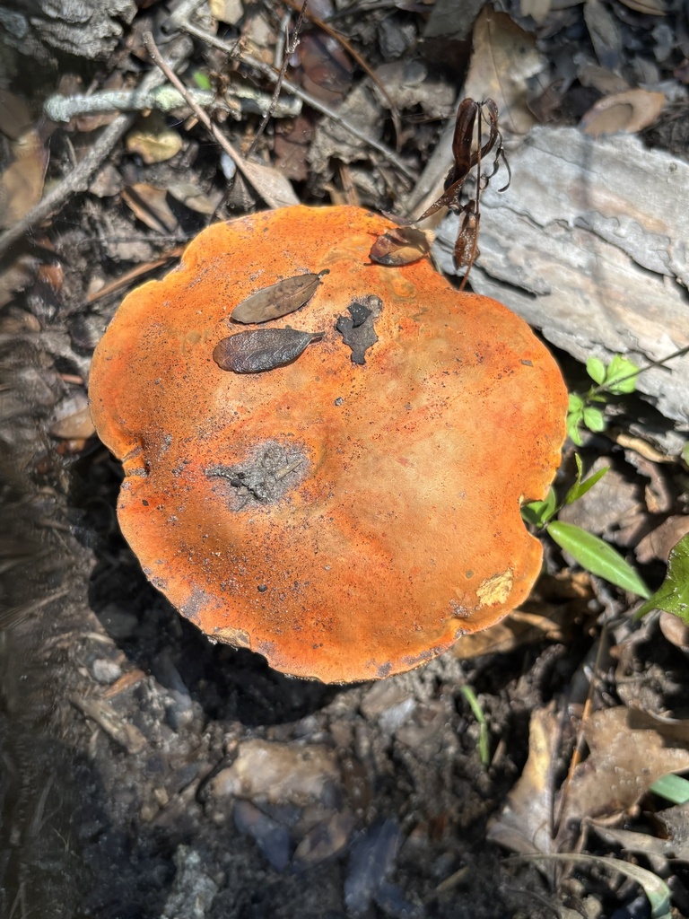 Tylopilus balloui