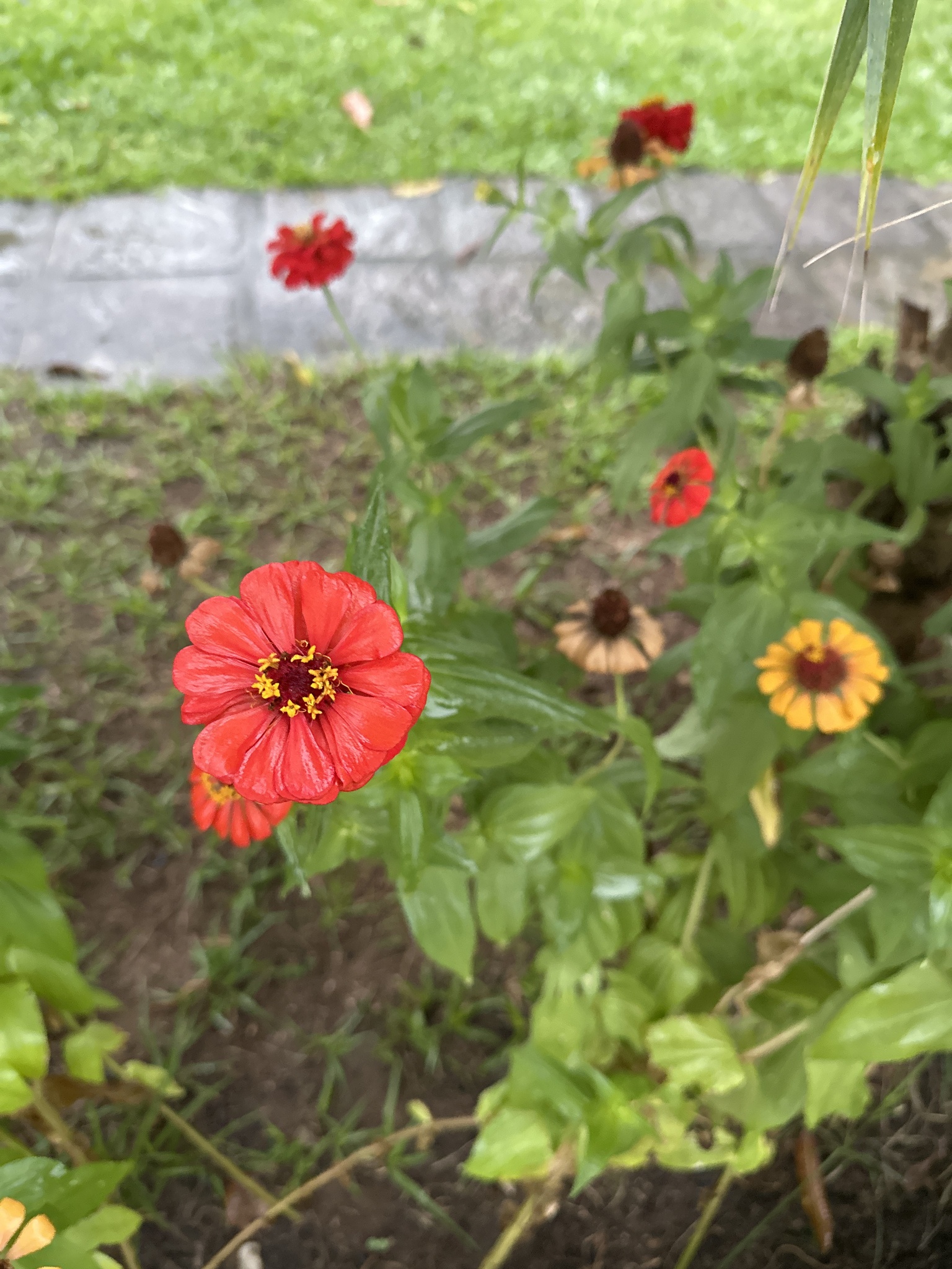 Zinnia elegans