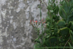 Kalanchoe rotundifolia