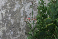 Kalanchoe rotundifolia