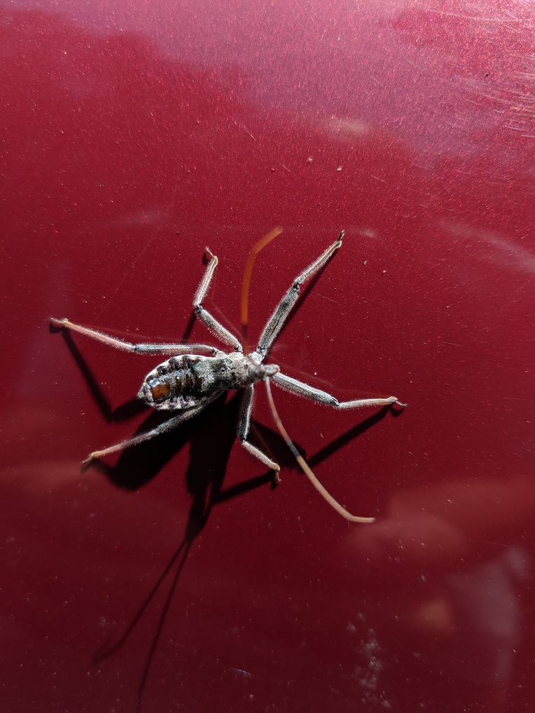 North American Wheel Bug from Chesterfield County, VA, USA on June 18, 2019 at 0231 PM by