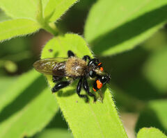 Black-tailed Laphria