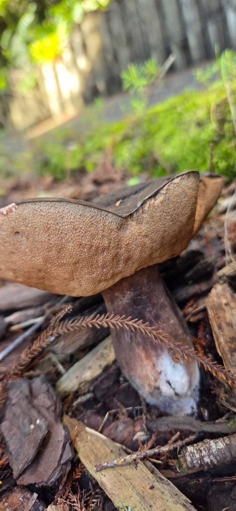 Tylopilus formosus