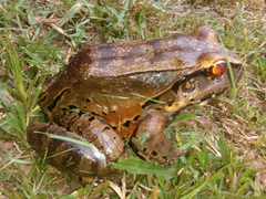 Leptodactylus knudseni