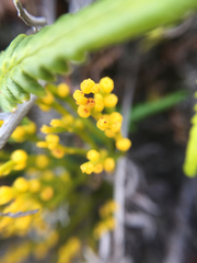 Pityrogramma austroamericana