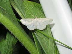 Scopula virgulata