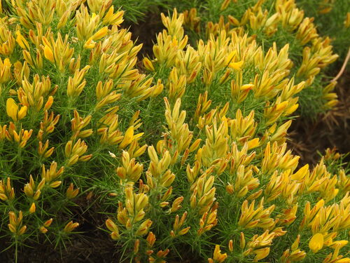Ulex densus (Ulex densus)