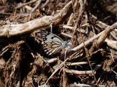 Aporia leucodice