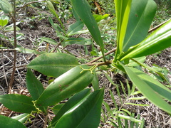 Rhizophora × harrisonii