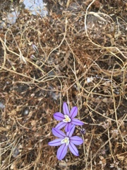 Brodiaea nana