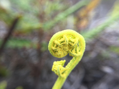 Pityrogramma austroamericana