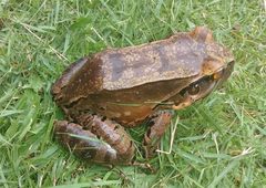 Leptodactylus knudseni