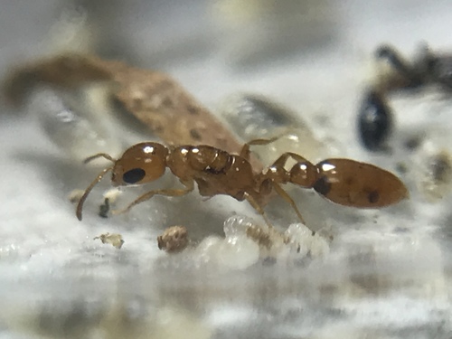 纤伪切叶蚁Pseudomyrmex leptosus